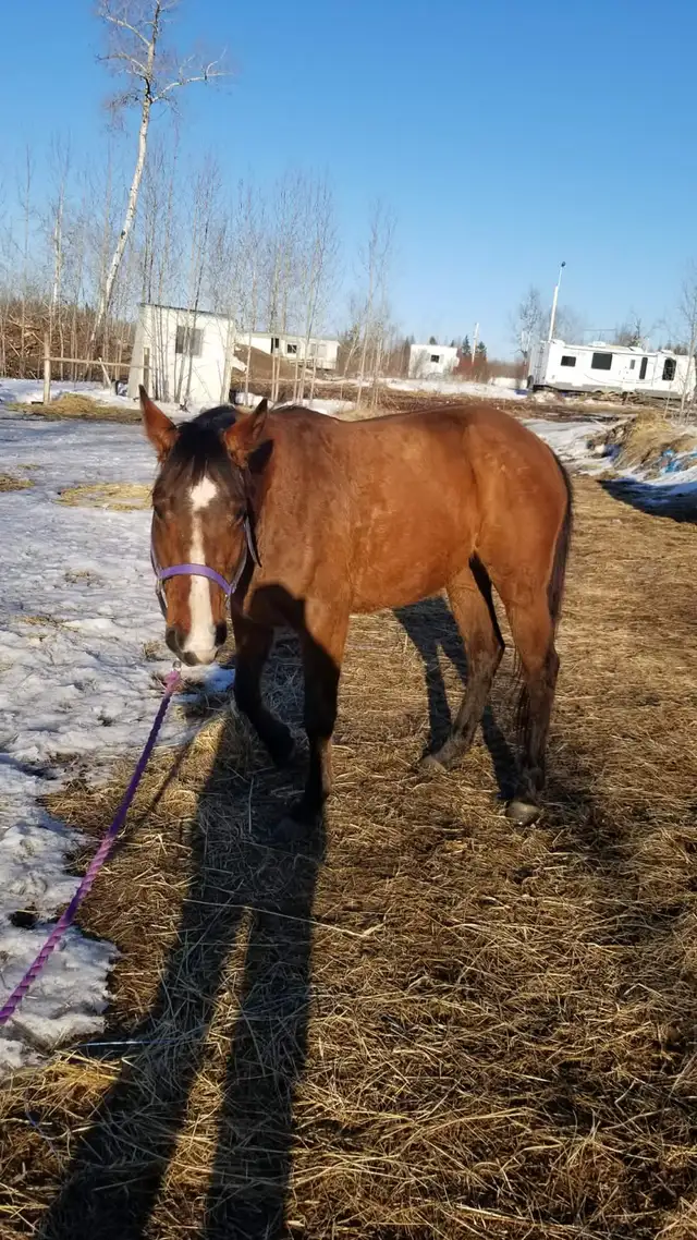 horse for sale - Photo 3