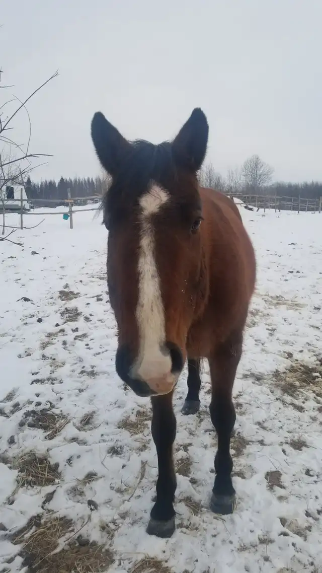 horse for sale - Photo 4