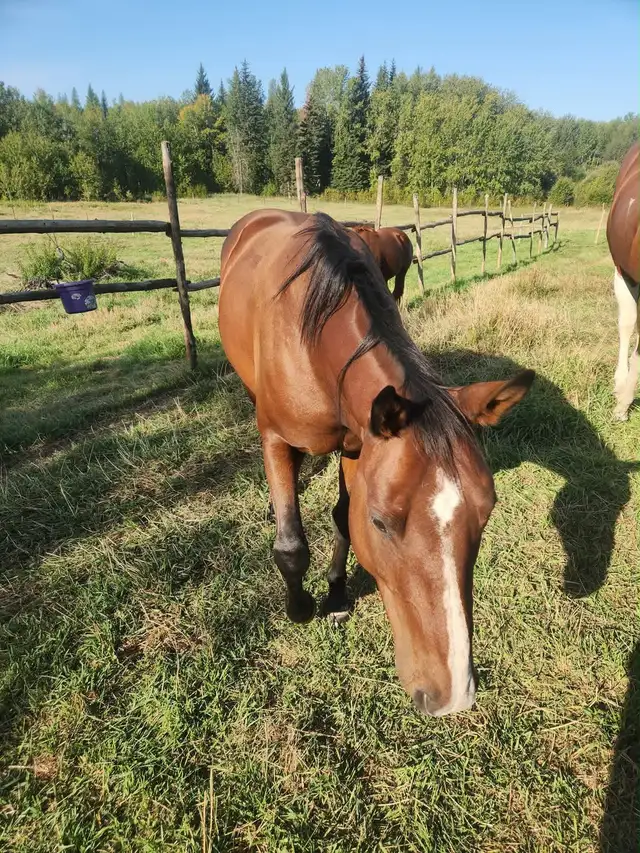 horse for sale - Photo 5