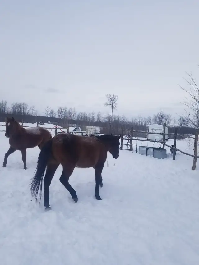 horse for sale - Photo 6