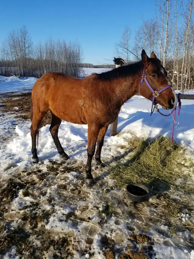 horse for sale - Photo 7