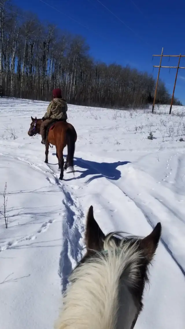 horse for sale - Photo 8