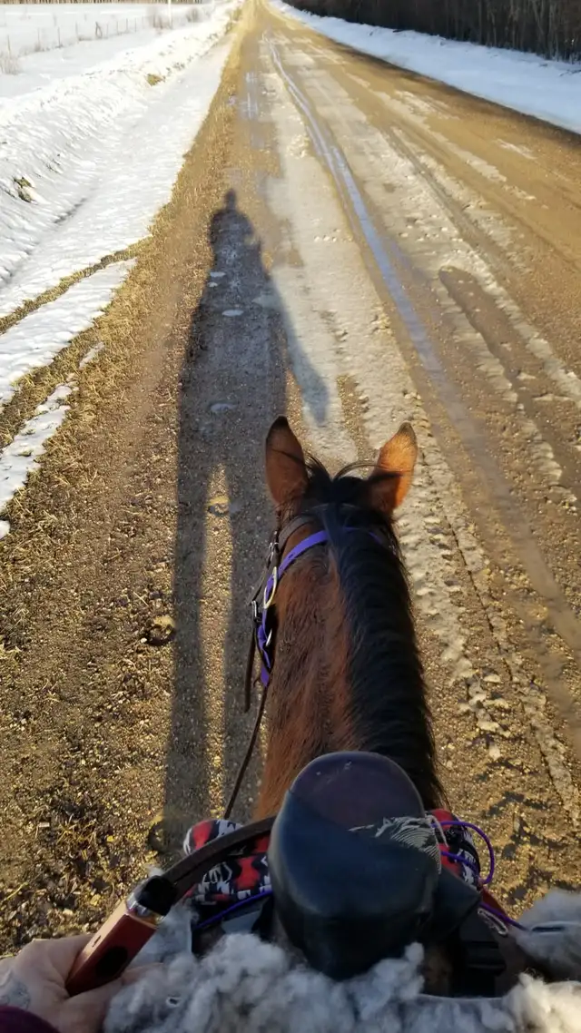 horse for sale - Photo 9