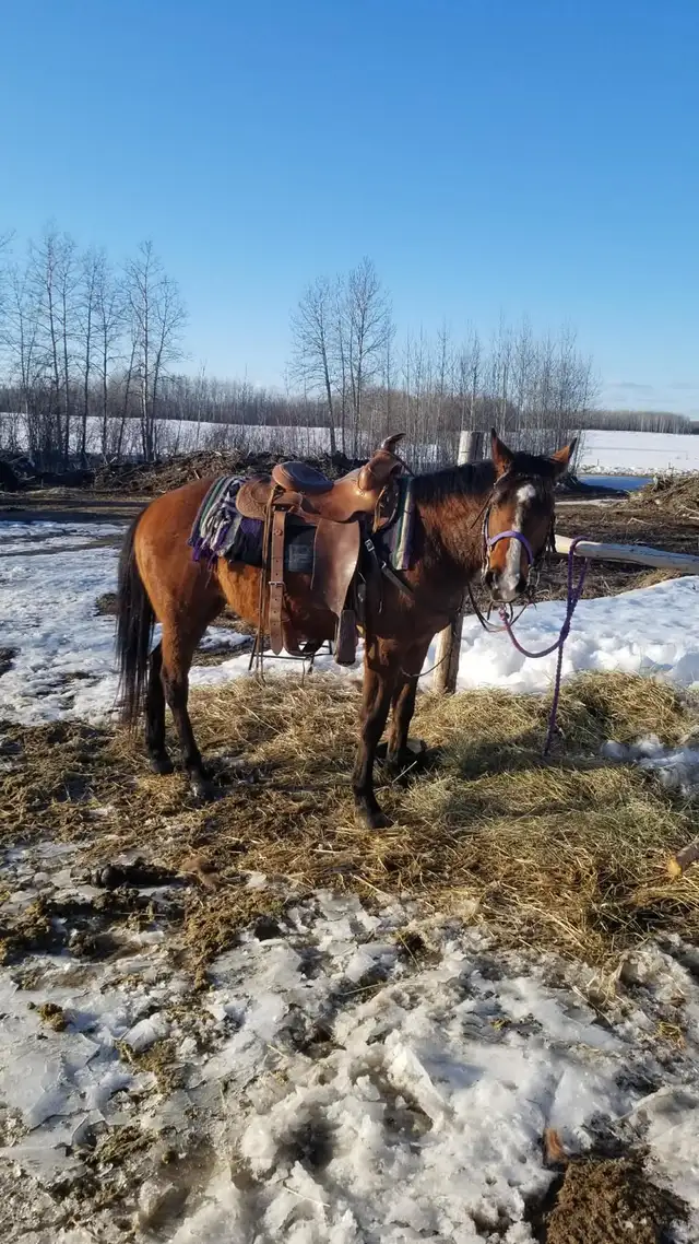 horse for sale - Photo 10