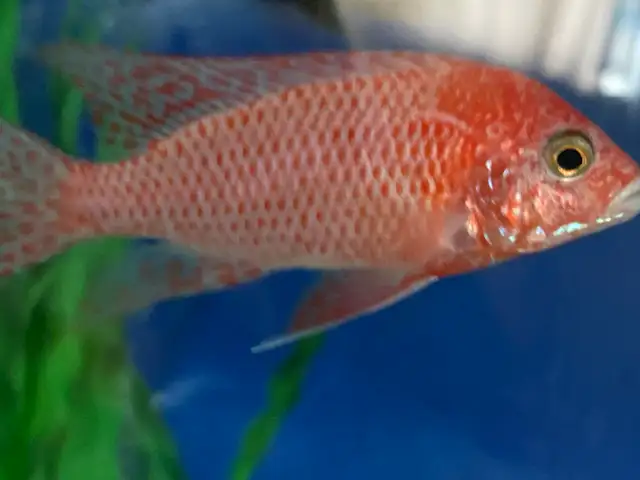 Strauberry peacock - Photo 3