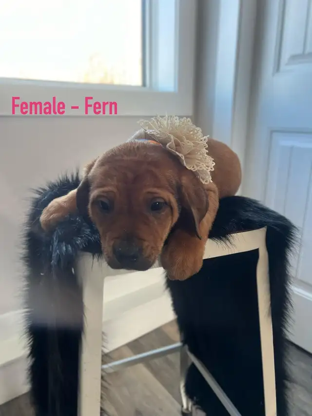 puppies for sale - Photo 2