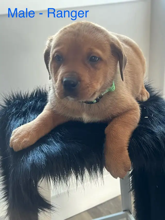 puppies for sale - Photo 3