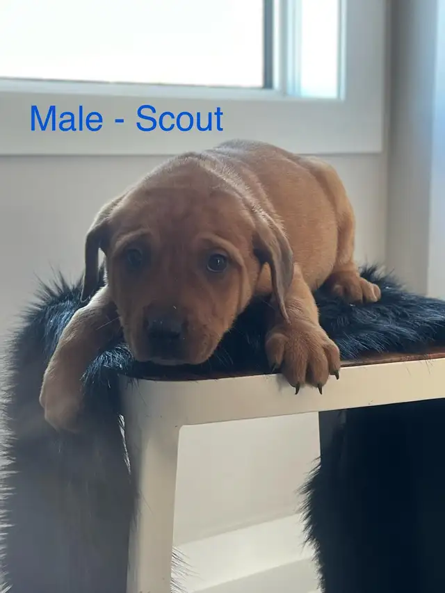 puppies for sale - Photo 4