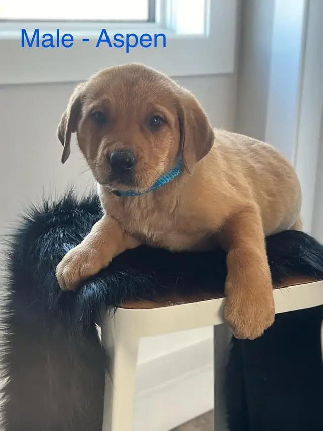 puppies for sale - Photo 5