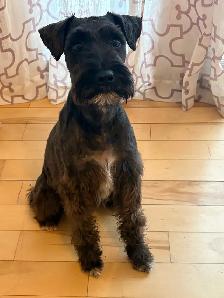 Schnauzer nain