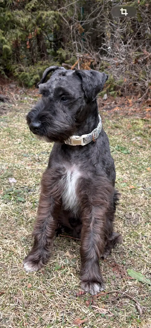 Schnauzer nain - Photo 2