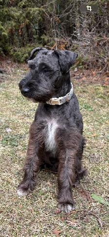 Schnauzer nain - Photo 2