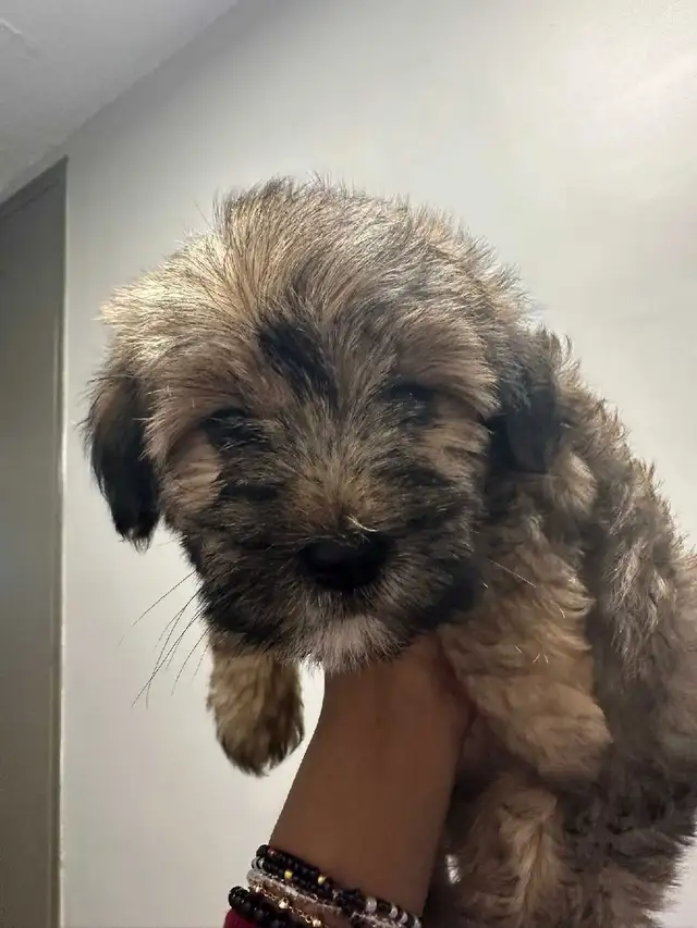 Adorable Non-Shedding Puppies Looking for Loving Homes!