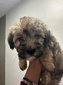 Adorable Non-Shedding Puppies Looking for Loving Homes!