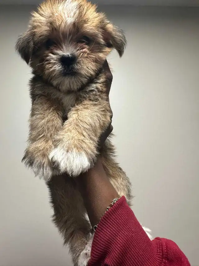 Adorable Non-Shedding Puppies Looking for Loving Homes! - Photo 2