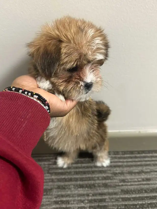 Adorable Non-Shedding Puppies Looking for Loving Homes! - Photo 3