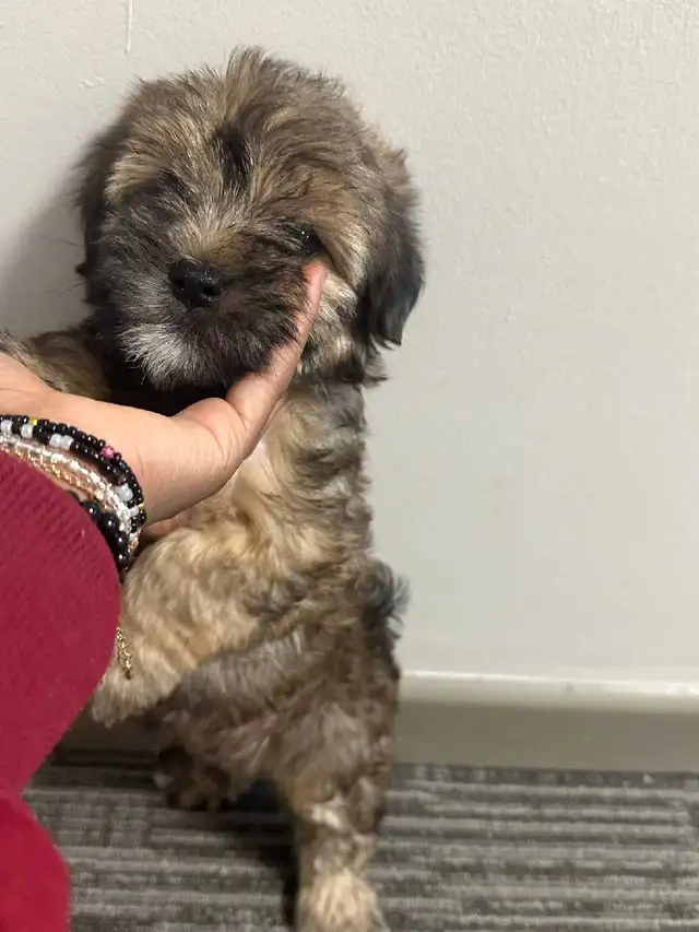 Adorable Non-Shedding Puppies Looking for Loving Homes! - Photo 4