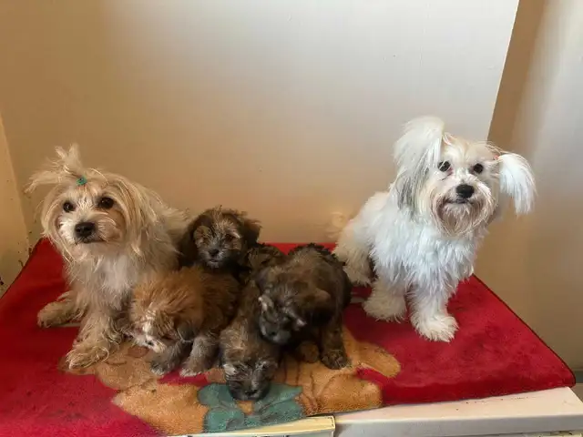 Adorable Non-Shedding Puppies Looking for Loving Homes! - Photo 5