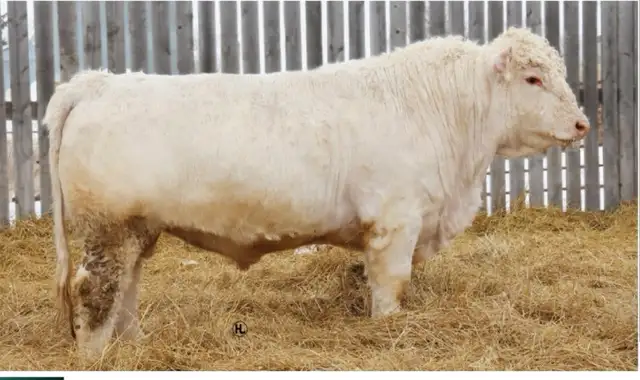 Purebred Charolais Bulls