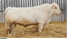 Purebred Charolais Bulls