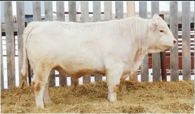 Purebred Charolais Bulls - Photo 2