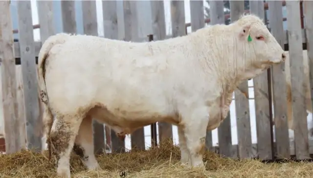Purebred Charolais Bulls - Photo 3