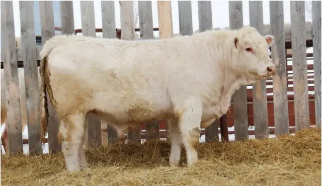 Purebred Charolais Bulls - Photo 4