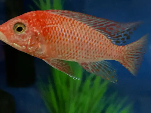 Strauberry peacock - Photo 2