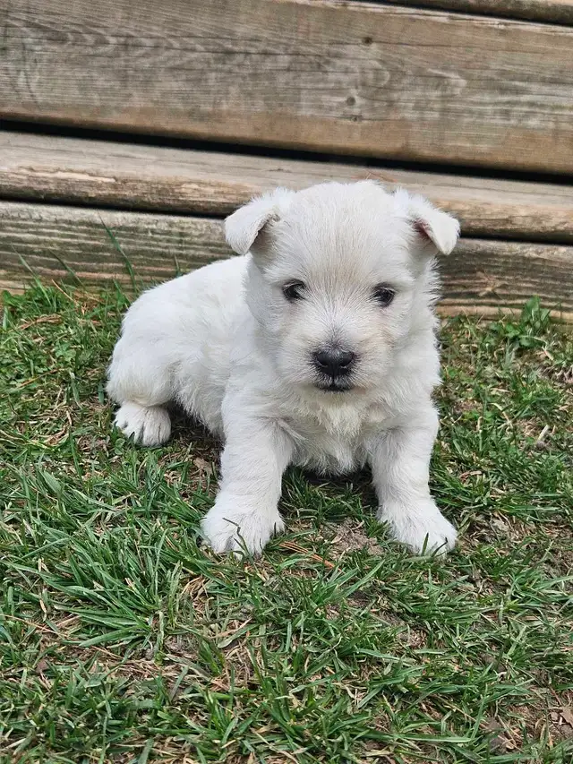 West Highland Terrier (Westie) Puppies