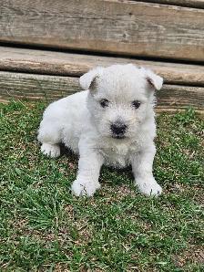 West Highland Terrier (Westie) Puppies