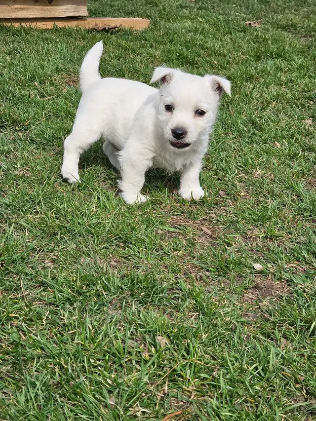 West Highland Terrier (Westie) Puppies - Photo 2