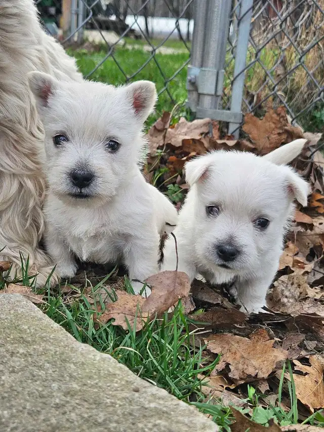 West Highland Terrier (Westie) Puppies - Photo 3