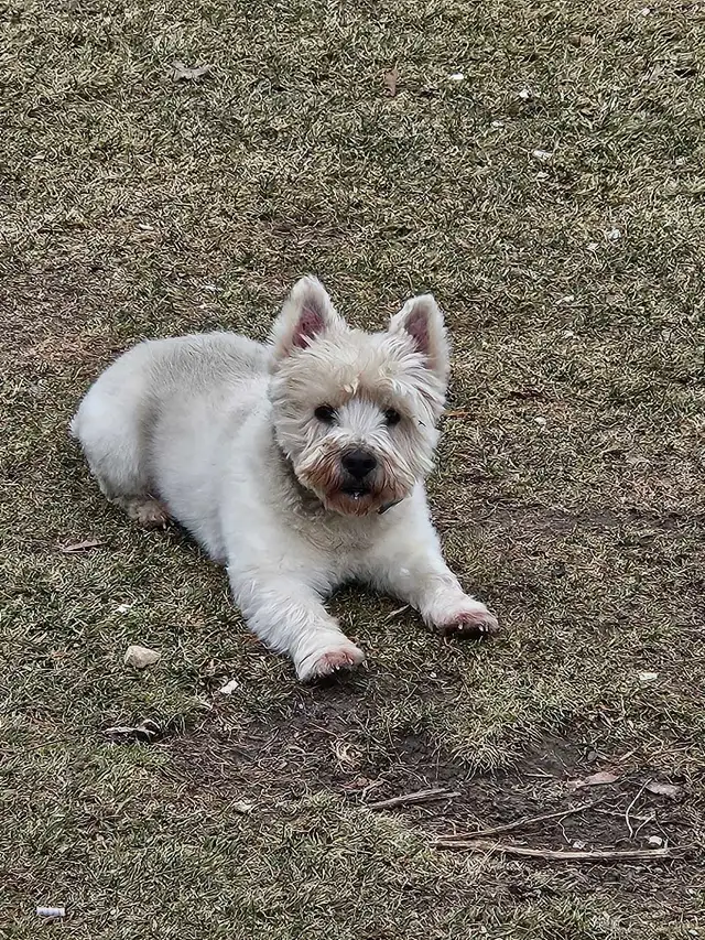 West Highland Terrier (Westie) Puppies - Photo 4