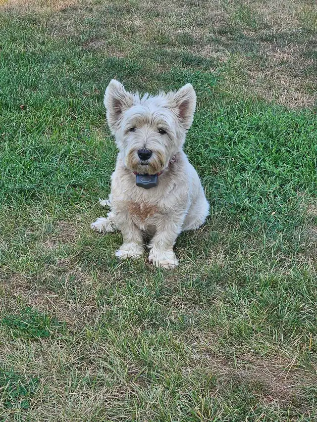 West Highland Terrier (Westie) Puppies - Photo 5