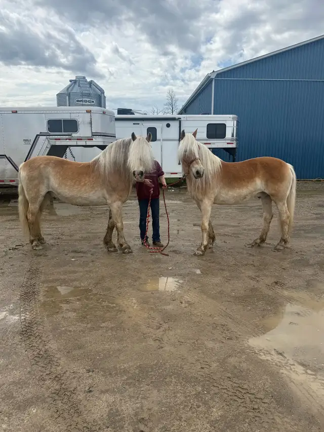 broke team of Haflingers