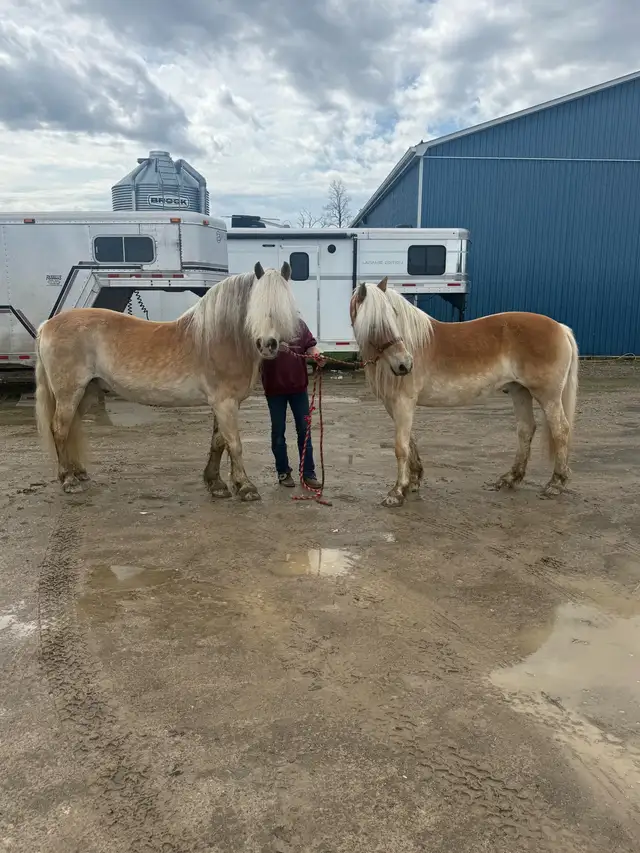 broke team of Haflingers - Photo 2