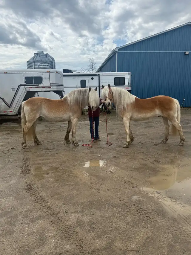 broke team of Haflingers - Photo 3