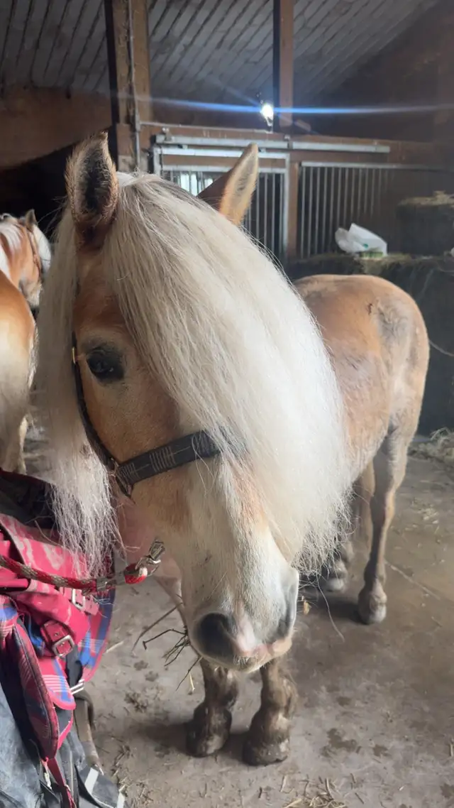 broke team of Haflingers - Photo 4