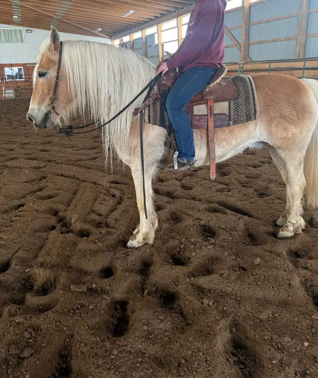 broke team of Haflingers - Photo 5