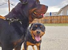 Adorable Rottweiler Puppies for Sale!