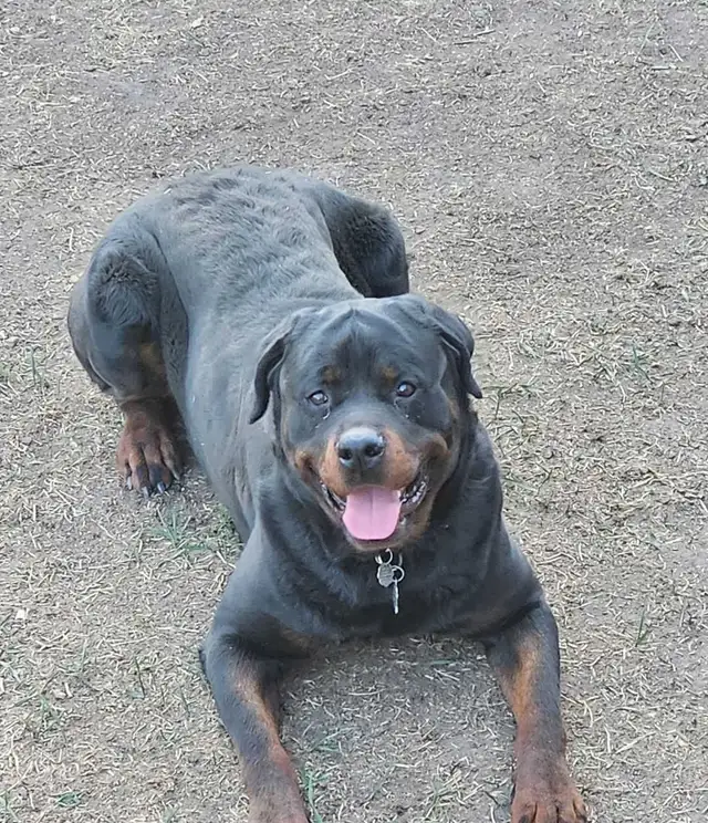 Adorable Rottweiler Puppies for Sale! - Photo 3