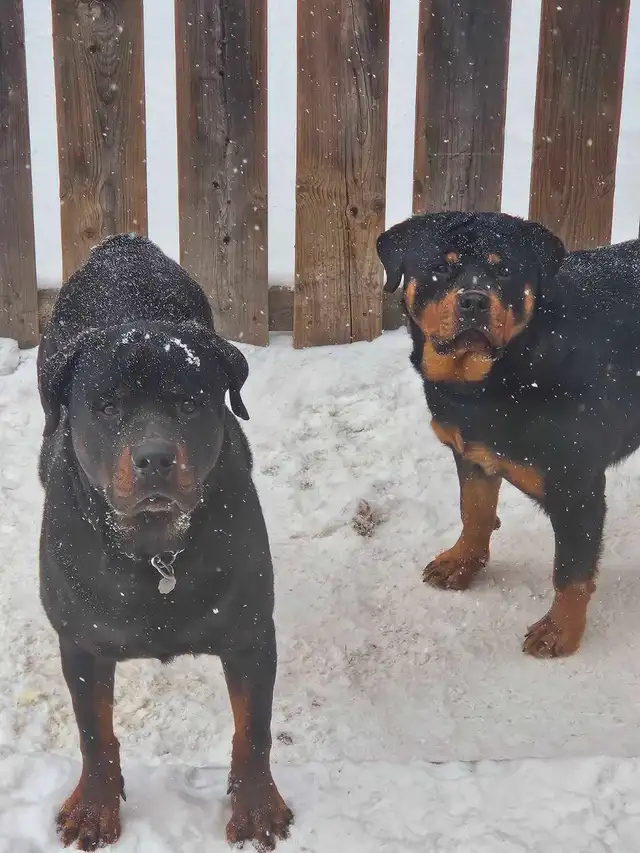 Adorable Rottweiler Puppies for Sale! - Photo 4