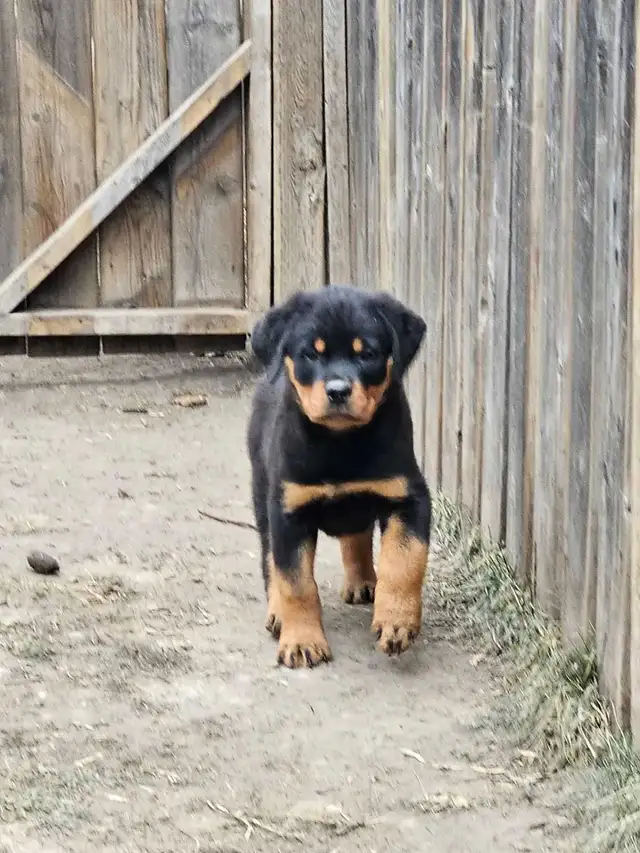 Adorable Rottweiler Puppies for Sale! - Photo 5
