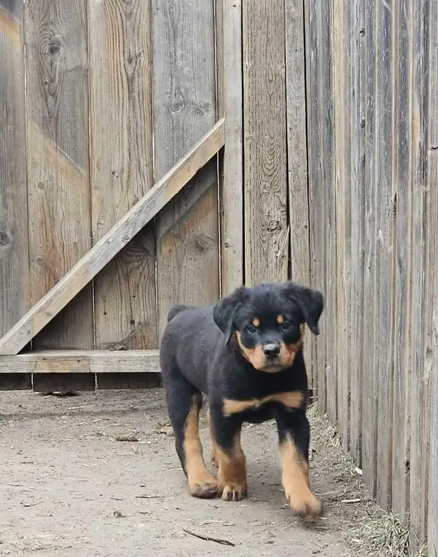 Adorable Rottweiler Puppies for Sale! - Photo 6