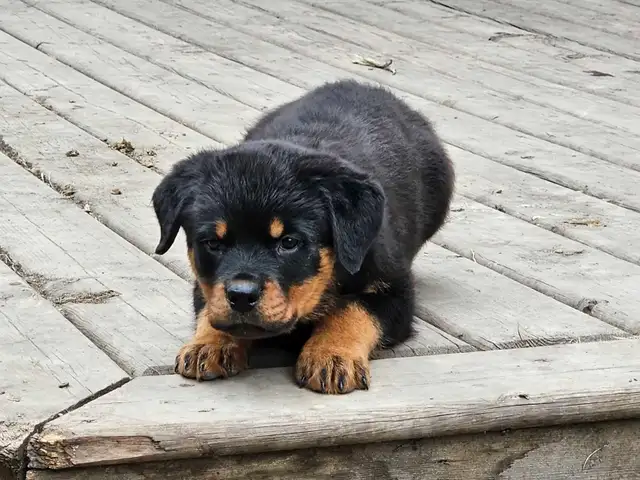 Adorable Rottweiler Puppies for Sale! - Photo 7