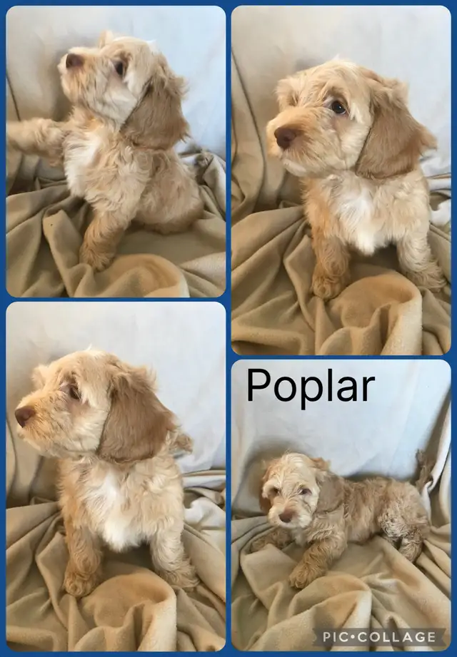 4 remaining Cockapoo puppies