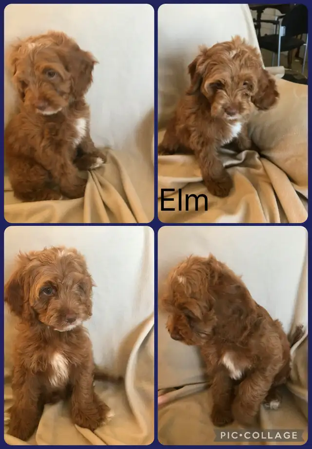 4 remaining Cockapoo puppies - Photo 2