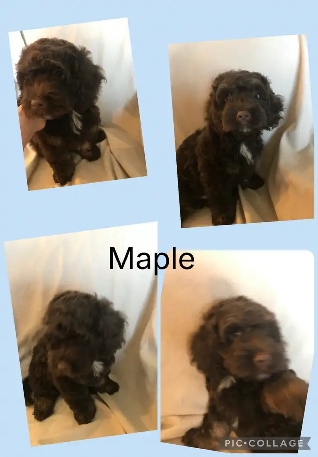 4 remaining Cockapoo puppies - Photo 3