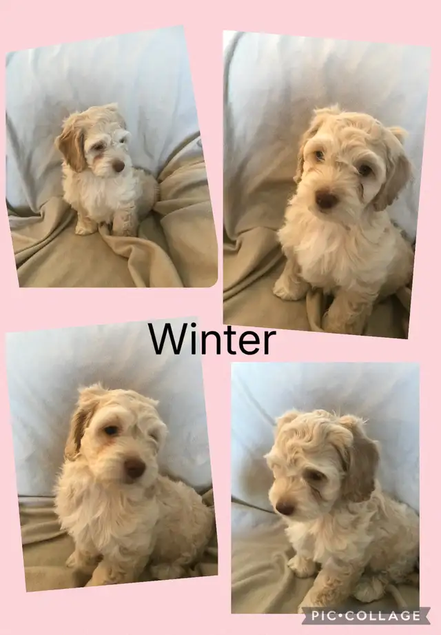 4 remaining Cockapoo puppies - Photo 4