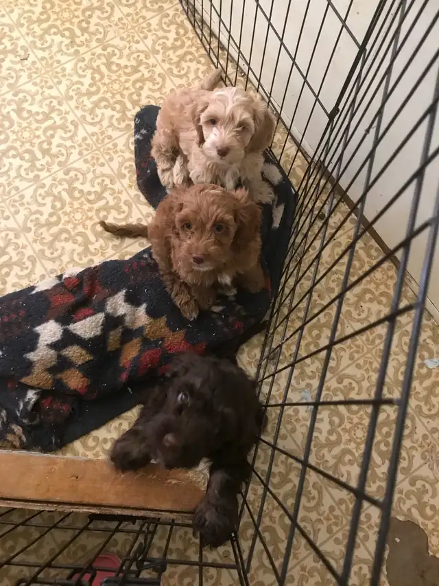 4 remaining Cockapoo puppies - Photo 5